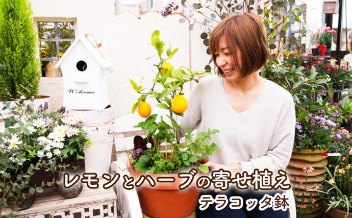 福岡県朝倉市のふるさと納税 レモン ハーブ 寄せ植え 鉢植え 植物 ガーデン インテリア 収穫可能 ※配送不可:北海道、沖縄、離島