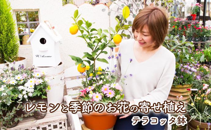 レモンの木 花 寄せ植え 5～6種類 レモンと季節のお花 テラコッタ鉢