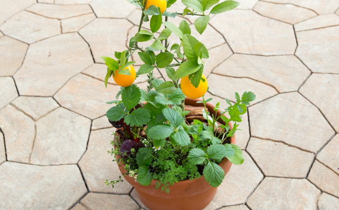 福岡県朝倉市のふるさと納税 レモン ハーブ 寄せ植え 鉢植え 植物 ガーデン インテリア 収穫可能 ※配送不可:北海道、沖縄、離島