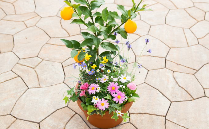 レモンの木 花 寄せ植え 5～6種類 レモンと季節のお花 テラコッタ鉢