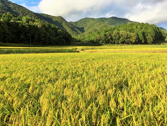 兵庫県西脇市のふるさと納税 醸し人九平次「human」（720ml）　～西脇市産山田錦使用日本酒（純米大吟醸）～