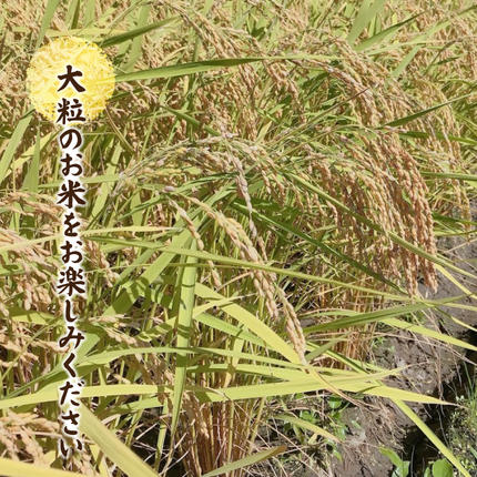 島根県邑南町のふるさと納税 令和7年産邑南町瑞穂産コシヒカリ10kg（5kg×2）