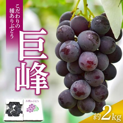 愛知県小牧市のふるさと納税 こだわりの種あり巨峰　約2kg 2026年先行予約（2026年発送分）ぶどう ［034K01］