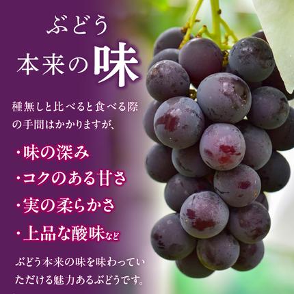 愛知県小牧市のふるさと納税 こだわりの種あり巨峰　約2kg 2026年先行予約（2026年発送分）ぶどう ［034K01］