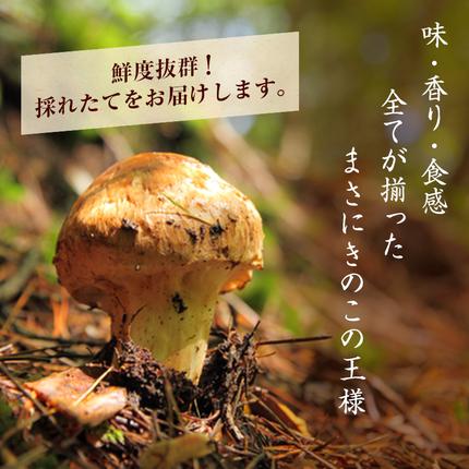 長野県駒ヶ根市のふるさと納税 信州産「天然松茸」（約200g/2〜8本） 野菜 きのこ まつたけ