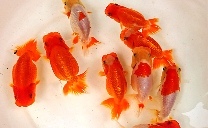 金魚の王様【らんちゅう】（鑑賞・練習用） 生き物 / 香川県東かがわ市 