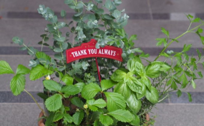 ふるさと納税・ユーカリとハーブ5種・寄せ植え・テラコッタ鉢・24cm・植物・ガーデニング・観葉植物・インテリア・リラックス・お茶・お菓子・飾り