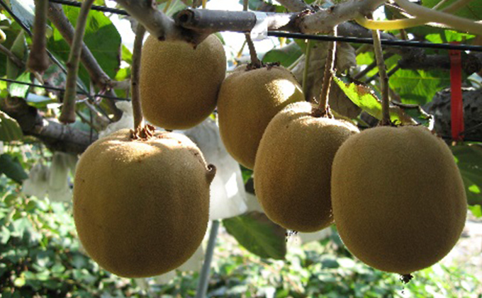 香川県東かがわ市のふるさと納税 さぬき ゴールドキウイ 黄様 (おうさま) 特大 3玉 化粧箱 ゴールデンキウイ キウイフルーツ キウイ フルーツ 果物 くだもの 果実 旬の果物 旬のフルーツ 香川 香川県 東かがわ市