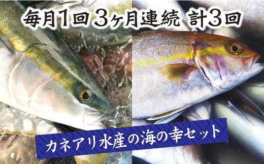高知県田野町のふるさと納税 【四国一小さなまちの海の幸】～旬の朝どれ鮮魚と土佐の干物セット～ カネアリ水産の海の定期便3ヶ月 季節 四季 鮮魚 加工食品 干物 ちりめんじゃこ カツオ サバ 金目鯛 カンパチ 朝どれ 冷凍 冷蔵