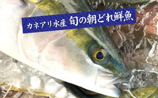 高知県田野町のふるさと納税 【四国一小さなまちの鮮魚】～海の幸～旬の朝どれ鮮魚セット カネアリ水産の鮮魚定期便３ヶ月 季節 四季 旬 春 夏 秋 冬 鮮魚 カツオ サバ 金目鯛 カンパチ 魚 海鮮 冷蔵