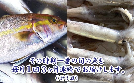 高知県田野町のふるさと納税 【四国一小さなまちの鮮魚】～海の幸～旬の朝どれ鮮魚セット カネアリ水産の鮮魚定期便３ヶ月 季節 四季 旬 春 夏 秋 冬 鮮魚 カツオ サバ 金目鯛 カンパチ 魚 海鮮 冷蔵