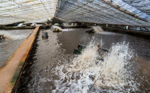 高知県田野町のふるさと納税 田野町産うなぎの蒲焼き2匹と天然鮎8匹セット　タレ付き 山椒付き うなぎ 鰻 ウナギ 蒲焼き かば焼き 無頭 おいしい 国産 お取り寄せ 冷凍 配送