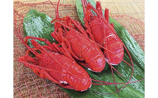 三重県鳥羽市のふるさと納税 N-7伊勢海老の活蒸し　3尾セット
