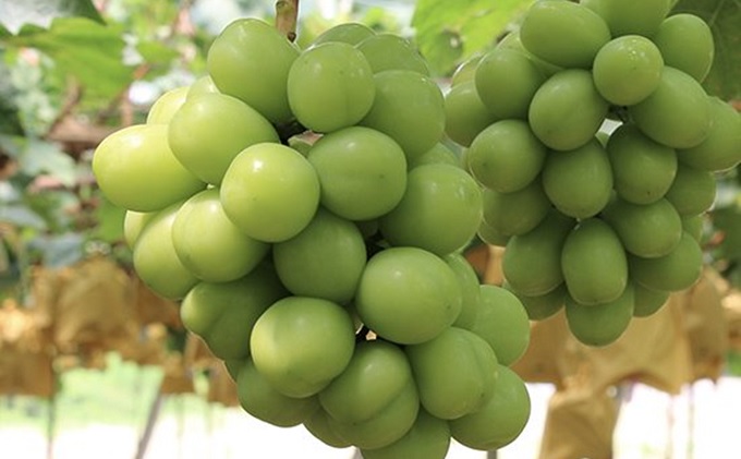 岡山県赤磐市のふるさと納税 桃 ぶどう 2026年 先行予約 白桃 3玉 合計約900g（1玉約300g） シャインマスカット 晴王 1房 550g以上 もも 葡萄 詰合せ 岡山県産 国産 フルーツ 果物 ギフト 桃茂実苑