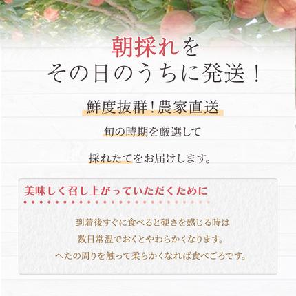 熊本県錦町のふるさと納税 桃 白桃 先行予約 錦の桃 2kg 約5玉～9玉 もも モモ フルーツ 果物 デザート 2026年発送 鎌木果樹園 配送不可:離島