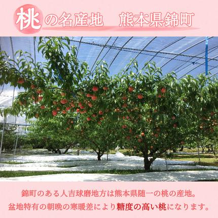 熊本県錦町のふるさと納税 桃 白桃 先行予約 錦の桃 2kg 約5玉～9玉 もも モモ フルーツ 果物 デザート 2026年発送 鎌木果樹園 配送不可:離島