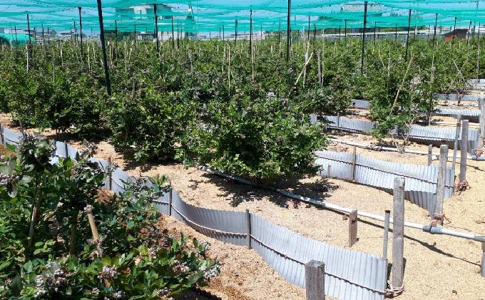 香川県東かがわ市のふるさと納税 Lucaho  Farm ブルーベリー（発送2025年6月～） 果物類 フルーツ