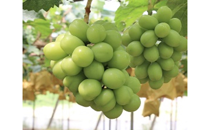 岡山県瀬戸内市のふるさと納税 ぶどう 早期受付 極上追熟 シャイン マスカット 1房 650g以上 「光明」桐箱入り ブドウ 葡萄  岡山県産 国産 フルーツ 果物 ギフト 桃茂実苑 果物類