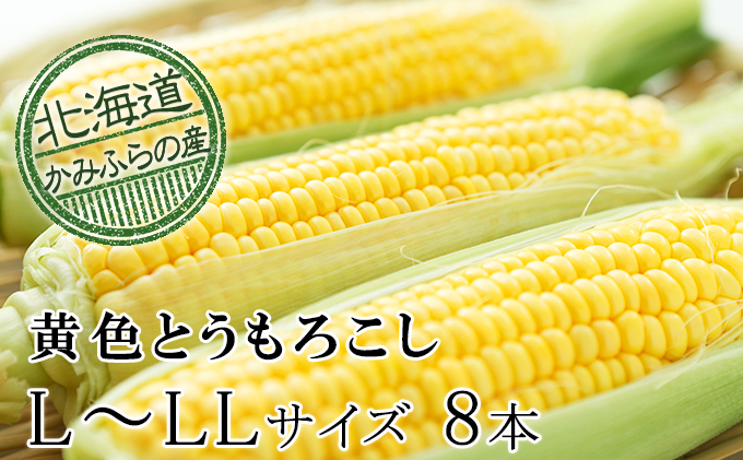 北海道上富良野町のふるさと納税 【令和7年産】朝採り【黄いとうもろこし】L～LL 8本セット≪北海道上富良野町産≫ 野菜 トウモロコシ