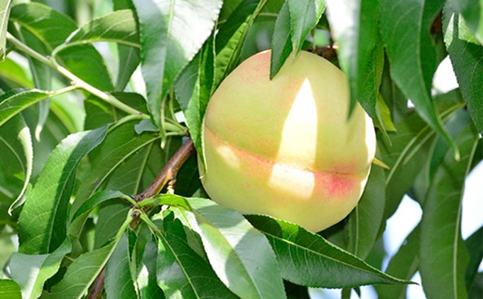 岡山県瀬戸内市のふるさと納税 ゼリー飲料 敷島堂 飲む 岡山清水白桃ジュレ 6本入 ジュース 果汁 果実飲料 野菜飲料 岡山県産