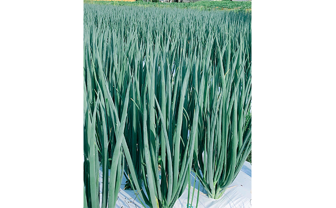 京都府宇治田原町のふるさと納税 生産農家直送 京野菜・九条ねぎ5kg〈ねぎ ネギ 葱 九条ねぎ 京野菜 京都 新鮮 甘い 農家直送 野菜〉