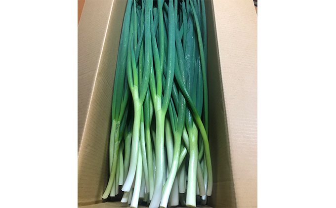 京都府宇治田原町のふるさと納税 生産農家直送 京野菜・九条ねぎ3kg〈ねぎ ネギ 葱 九条ねぎ 京野菜 京都 新鮮 甘い 農家直送 野菜〉