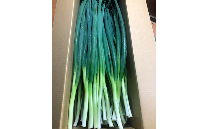 京都府宇治田原町のふるさと納税 生産農家直送 京野菜・九条ねぎ4kg〈ねぎ ネギ 葱 九条ねぎ 京野菜 京都 新鮮 甘い 農家直送 野菜〉