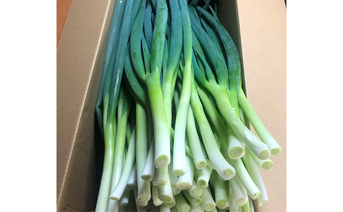 京都府宇治田原町のふるさと納税 生産農家直送 京野菜・九条ねぎ4kg〈ねぎ ネギ 葱 九条ねぎ 京野菜 京都 新鮮 甘い 農家直送 野菜〉