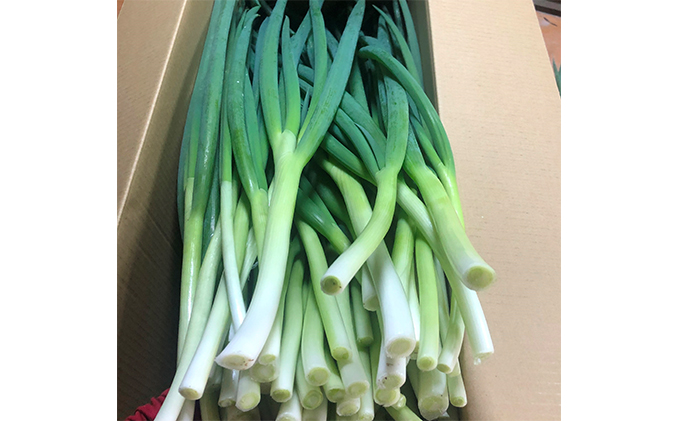 京都府宇治田原町のふるさと納税 生産農家直送 京野菜・九条ねぎ3kg〈ねぎ ネギ 葱 九条ねぎ 京野菜 京都 新鮮 甘い 農家直送 野菜〉