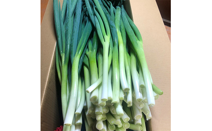 京都府宇治田原町のふるさと納税 生産農家直送 京野菜・九条ねぎ5kg〈ねぎ ネギ 葱 九条ねぎ 京野菜 京都 新鮮 甘い 農家直送 野菜〉
