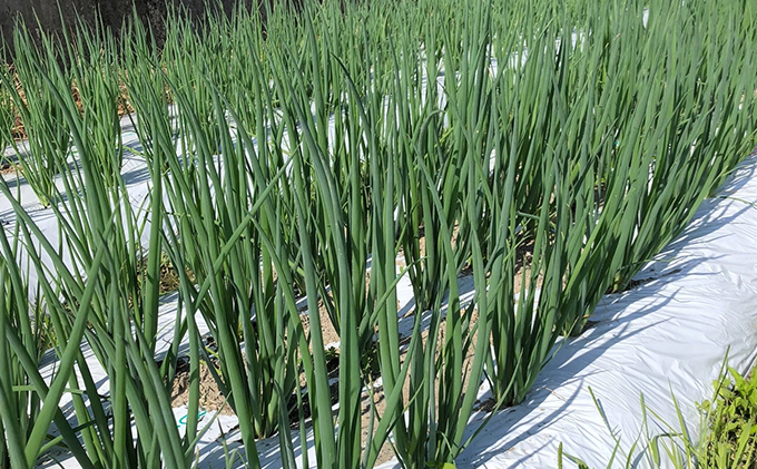 京都府宇治田原町のふるさと納税 生産農家直送 京野菜・九条ねぎ1kg〈ねぎ ネギ 葱 九条ねぎ 京野菜 京都 新鮮 甘い 農家直送 野菜〉