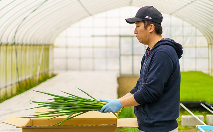 京都府宇治田原町のふるさと納税 生産農家直送 京野菜・九条ねぎ3kg〈ねぎ ネギ 葱 九条ねぎ 京野菜 京都 新鮮 甘い 農家直送 野菜〉