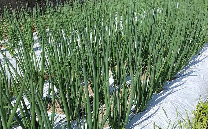 京都府宇治田原町のふるさと納税 生産農家直送 京野菜・九条ねぎ5kg〈ねぎ ネギ 葱 九条ねぎ 京野菜 京都 新鮮 甘い 農家直送 野菜〉