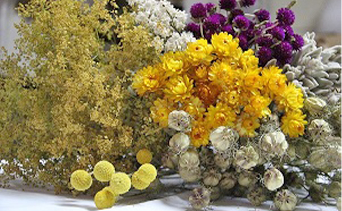 北海道南富良野町のふるさと納税 ＜おうちでアレンジ！＞ドライフラワー（色おまかせ）プレゼント付 北海道 南富良野町 ドライフラワー 花 お花 華 花束 ファッション小物 インテリア 贈り物