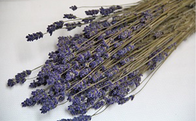 北海道南富良野町のふるさと納税 ＜おうちでアレンジ！＞ドライフラワー（色おまかせ）プレゼント付 北海道 南富良野町 ドライフラワー 花 お花 華 花束 ファッション小物 インテリア 贈り物