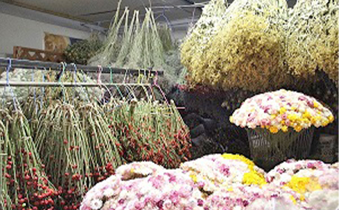 北海道南富良野町のふるさと納税 ＜おうちでアレンジ！＞ドライフラワー（色おまかせ）プレゼント付 北海道 南富良野町 ドライフラワー 花 お花 華 花束 ファッション小物 インテリア 贈り物