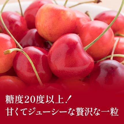 北海道仁木町のふるさと納税 先行受付 北海道 仁木町産 贈答用 さくらんぼ 【 紅秀峰 】 桐箱入 2L～3Lサイズ 500g 果物類 フルーツ サクランボ チェリー  [嶋田茂農園匠]