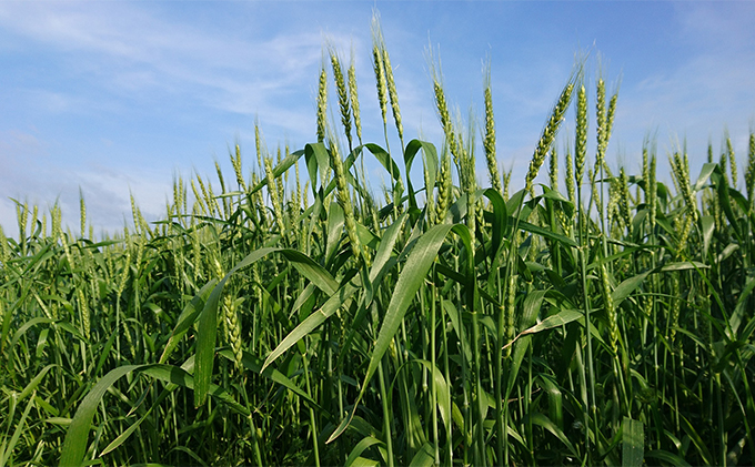 静岡県浜松市のふるさと納税 明治屋醤油（醤油4種・ソース2種・味噌２種＋クッキー2コ・山女魚甘露煮１コ）【配送不可：離島】 しょうゆ 米味噌