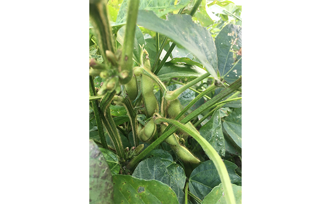 静岡県浜松市のふるさと納税 明治屋醤油（醤油2種・ソース・味噌2種＋クッキー2コ）【配送不可：離島】 調味料 しょうゆ 濃口 米味噌