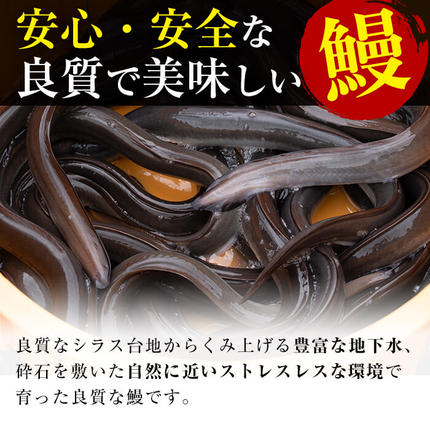 鹿児島県志布志市のふるさと納税 【訳あり・数量限定】復活！不揃いのうなぎ達 計800g以上(鹿児島県産 鰻の蒲焼き) b2-040