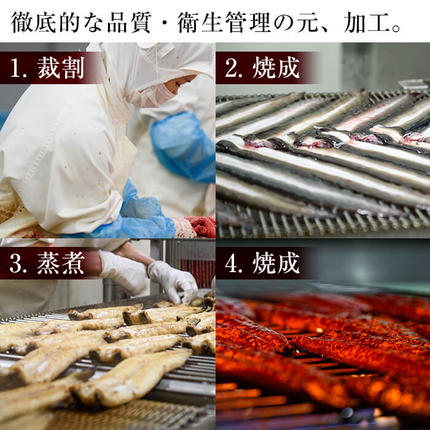 鹿児島県志布志市のふるさと納税 【訳あり・数量限定】復活！不揃いのうなぎ達 計800g以上(鹿児島県産 鰻の蒲焼き) b2-040