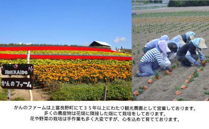 北海道上富良野町のふるさと納税 （自宅で楽しい！！食育にピッタリ）上富良野産手作りポップコーンセット 野菜 とうもろこし お菓子 スイーツ