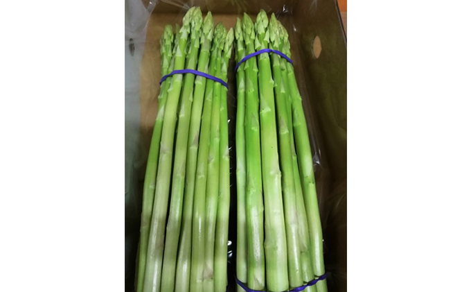 香川県東かがわ市のふるさと納税 令和8年産　はなまる農園の乳酸菌入りアスパラ【さぬきのめざめ1kg】М～L アスパラガス 野菜 野菜セット