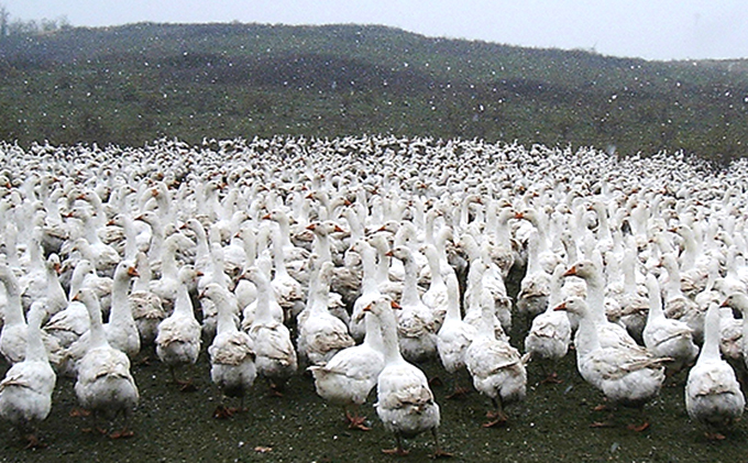 滋賀県米原市のふるさと納税 国産羽毛肌布団「源氏蛍」ロイヤルラベル・ダブル 近江布団 寝具 掛け布団 ふとん