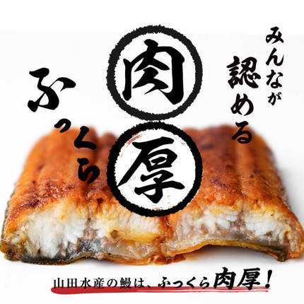 鹿児島県志布志市のふるさと納税 【志布志市人気No.1お礼の品】霧島湧水鰻の蒲焼き 140g以上×4尾＜計560g以上＞ a6-078