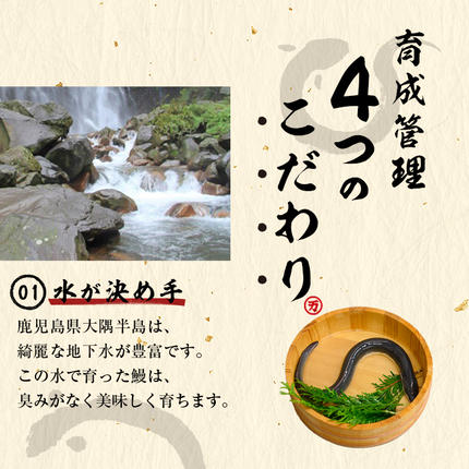 鹿児島県志布志市のふるさと納税 【志布志市人気No.1お礼の品】霧島湧水鰻の蒲焼き 140g以上×4尾＜計560g以上＞ a6-078