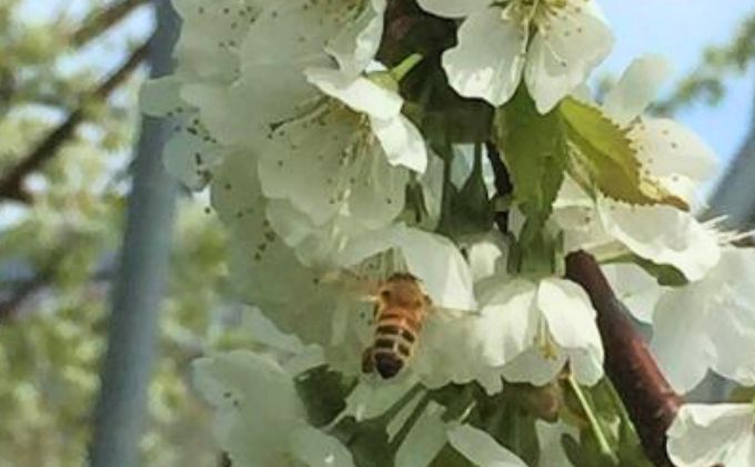 北海道仁木町のふるさと納税 北海道 仁木町産 さくらんぼ【 月山錦 】一段並べ 桐箱入り 500g 2Lサイズ以上　食後 デザート 旬の果物 サクランボ チェリー フルーツ 果物 果物類 ギフト 贈答品 仁木町 仁木 [峠のふもと紅果園]
