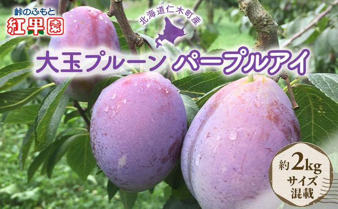 北海道仁木町のふるさと納税 [先行受付] 北海道 仁木町 大玉 プルーン 約2kg サイズ混載 【 パープルアイ 】 果物 果物類 くだもの フルーツ ジューシー [峠のふもと紅果園]