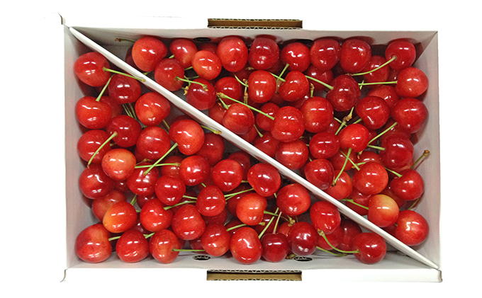 北海道仁木町のふるさと納税 先行受付 北海道 仁木町産 さくらんぼ【 佐藤錦 】又は【 紅秀峰 】バラ詰め 900g Lサイズ以上　 食後 デザート 旬の果物 サクランボ チェリー フルーツ 果物 果物類 仁木町 仁木 [峠のふもと紅果園]