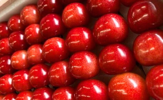 北海道仁木町のふるさと納税 北海道 仁木町産 さくらんぼ【 紅てまり 】一段並べ 桐箱入り 500g Lサイズ以上　 食後 デザート 旬の果物 サクランボ チェリー フルーツ 果物 果物類 ギフト 贈答品 仁木町 仁木 [峠のふもと紅果園]